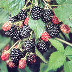 blackberries_s