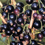 blackcurrants_s