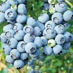 blueberries_s