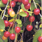cherries_s