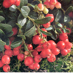 cranberries_s