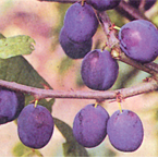 damsons_s