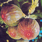 figs_s
