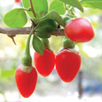 goji_s