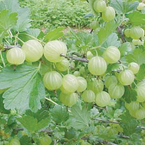 gooseberries_s