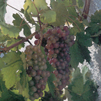 grapevine_s