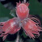 hazel_nut_s
