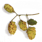 hops_s