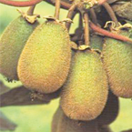 kiwi_s