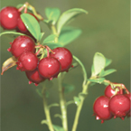 lignonberries_s