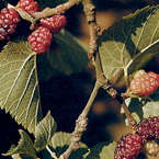 mulberries_s
