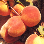 nectarine_s
