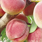 peaches_s