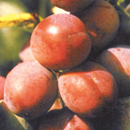 plums_s