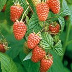 rasberries_s