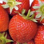 strawberries_s