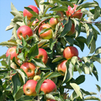 Apple Trees - M9 Rootstock