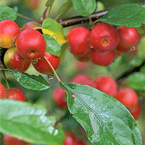 Crab Apple Trees