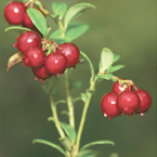 Hybrid Berries