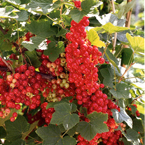 Redcurrants