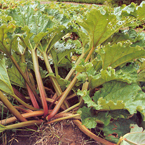 Rhubarb