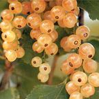 White Currants