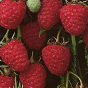 Raspberry plants for Sale ireland | Irish Raspberries Englishs Fruit ...