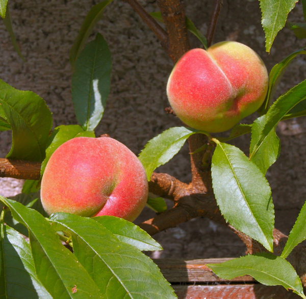 Peregrine English's Fruit NurseryEnglish's Fruit Nursery