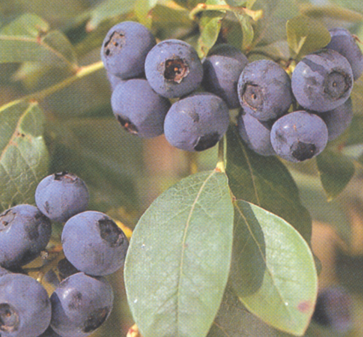 Blue Crop English's Fruit NurseryEnglish's Fruit Nursery