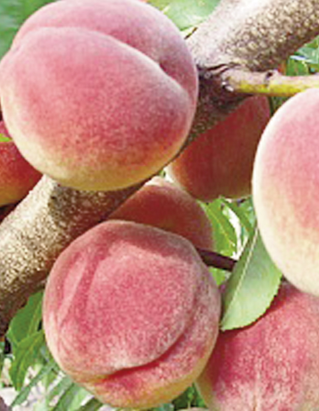 Amsden English's Fruit NurseryEnglish's Fruit Nursery