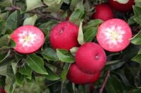 Rosette (M26 Rootstock)