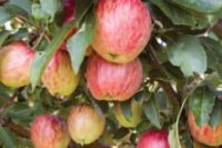 Cider Apple - Dabinett