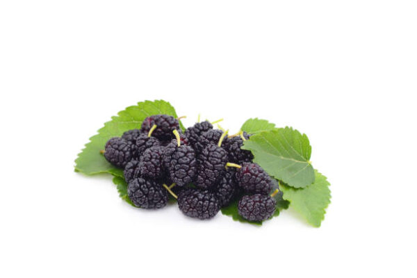 Black Mulberry (Morus Nigra)