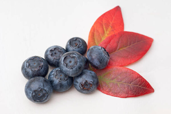 Blue Crop (Mid variety)