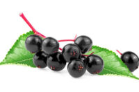Elderberries