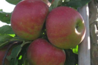 Elstar (M26 Rootstock)