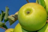 Greensleeves