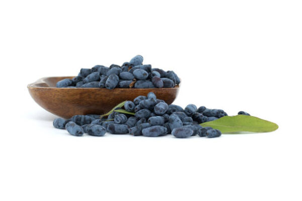 Honey Berries (Lonicera Caerulea)