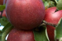 Jonaprince (M26 Rootstock)