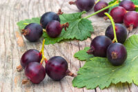 Jostarberries