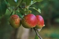 Lord Lambourne (M26 Rootstock)