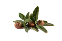 Mespilus germanica