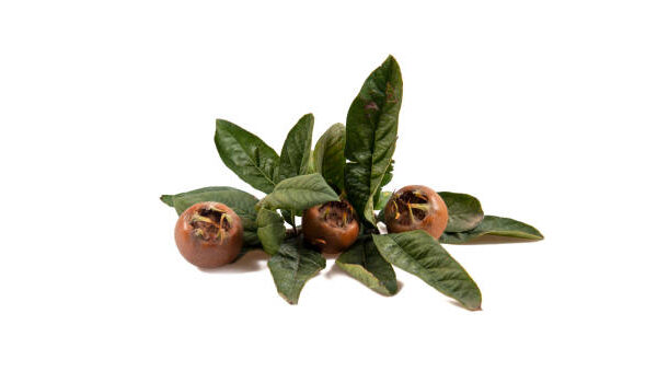 Mespilus germanica