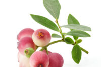 Pink Lemonade (Early variety)