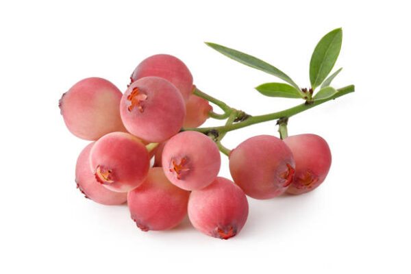 Pink Lemonade (Late variety)