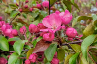 Crab Apple - Royalty