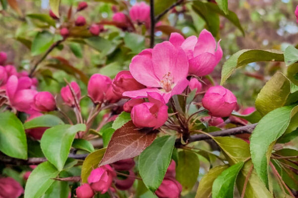 Crab Apple - Royalty
