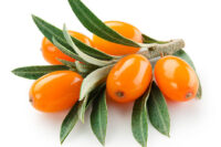 Seabuckthorn (Hippophae Rhamnoides)