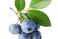 Spartan (Early variety)
