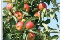 Suntan (M26 Rootstock)